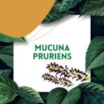 https://tipharm.org/wp-content/uploads/2022/07/Mucuna-pruriens5V-150x150.jpg