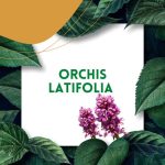 https://tipharm.org/wp-content/uploads/2022/07/Orchis-latifolia-1V-150x150.jpg