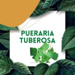 https://tipharm.org/wp-content/uploads/2022/07/Pueraria-tuberosa7V-150x150.jpg