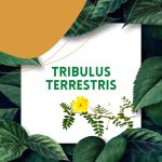 https://tipharm.org/wp-content/uploads/2022/07/Tribulus-terrestris6V-150x150.jpg