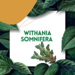 https://tipharm.org/wp-content/uploads/2022/07/Withania-somnifera2V-150x150.jpg