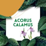 https://tipharm.org/wp-content/uploads/2022/08/Acorus-Calamus12C-150x150.jpg