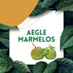 https://tipharm.org/wp-content/uploads/2022/08/Aegle-marmelos13C-150x150.jpg