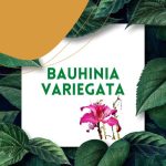 https://tipharm.org/wp-content/uploads/2022/08/Bauhinia-Variegata16C-150x150.jpg