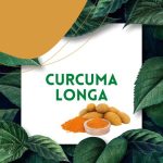 https://tipharm.org/wp-content/uploads/2022/08/Curcuma-longa11C-150x150.jpg