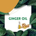 https://tipharm.org/wp-content/uploads/2022/08/Ginger-Herb-IngredientF-150x150.jpg