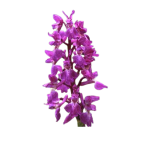 https://tipharm.org/wp-content/uploads/2022/08/Orchis-latifolia--150x150.png