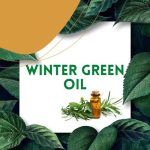 https://tipharm.org/wp-content/uploads/2022/08/Winter-Green-oil33F-150x150.jpg